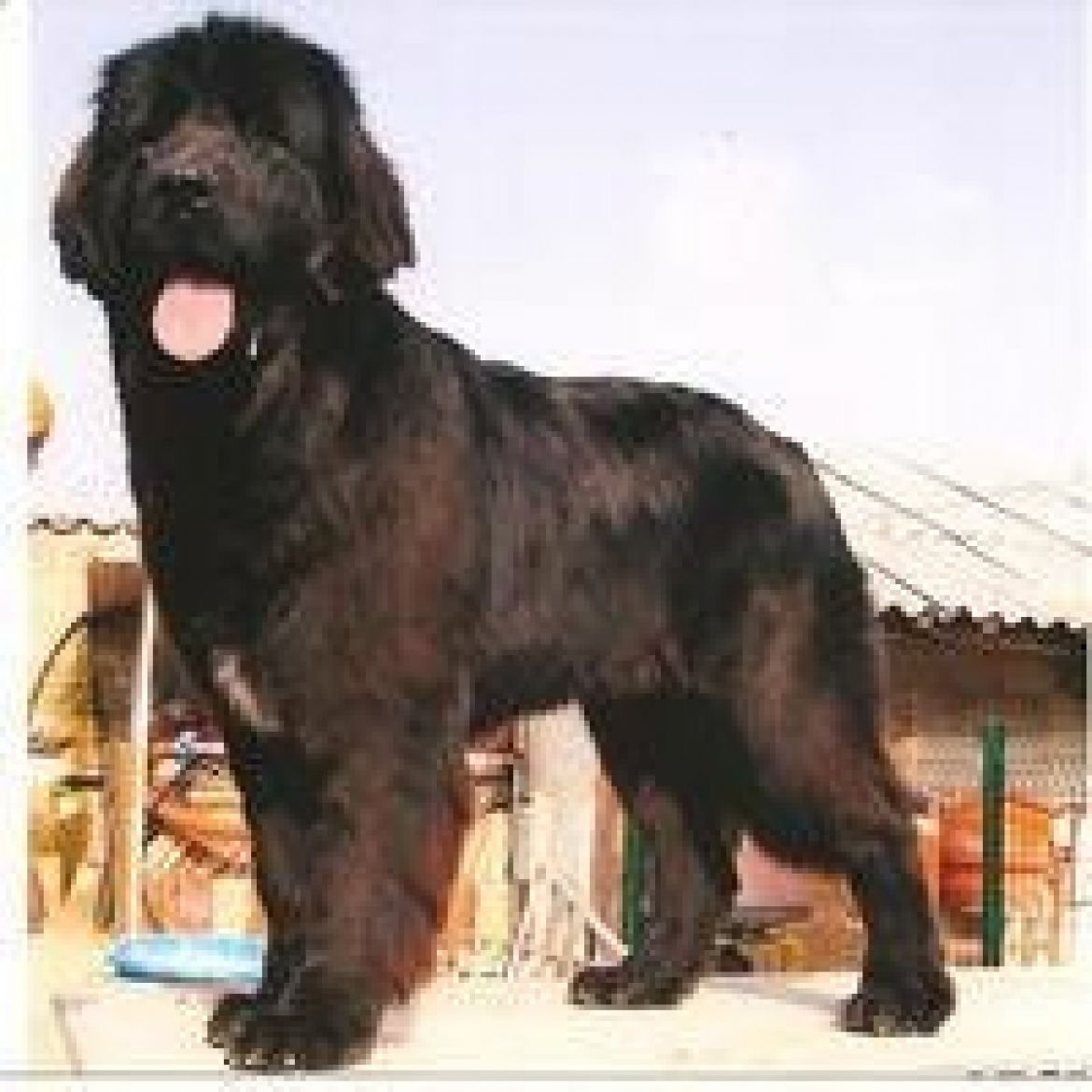 T Brooklyn de Child of Brice (22-01-2006)